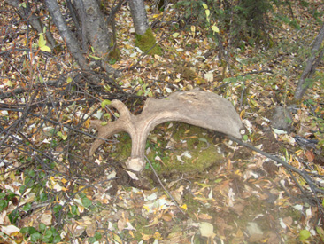 Alasak Moose Shed